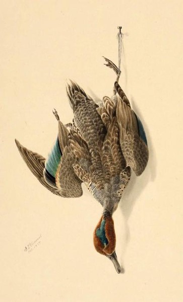 A HANGING GREEN WINGED TEAL