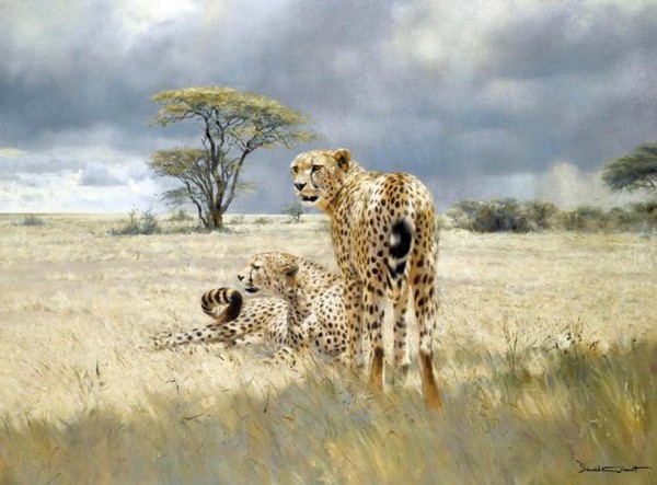 CHEETAHS