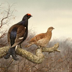 МАК ФЭЙЛ Роджер