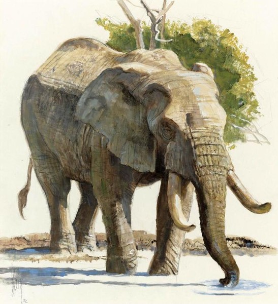 ELEPHANT