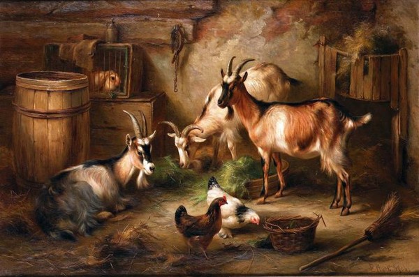 Goats and chickens in a stable