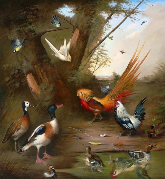 Golden pheasant and miscellaneous fowl