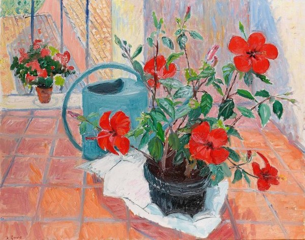 Hibiscus on a covered terrace July