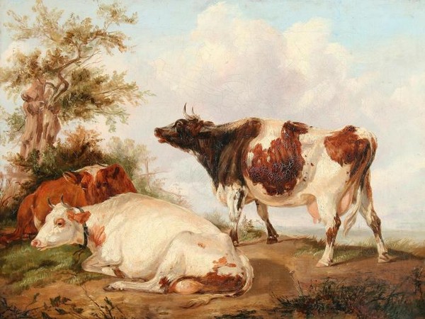 Коровы пасуться в поле