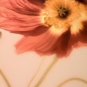 ГАЙССЛЕР Донна