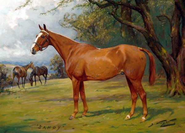 Portrait of a chesnut hunter