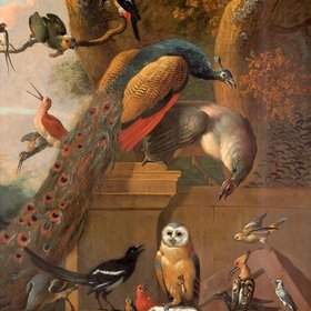 ХОНДЕКУТЕР Мельхиор