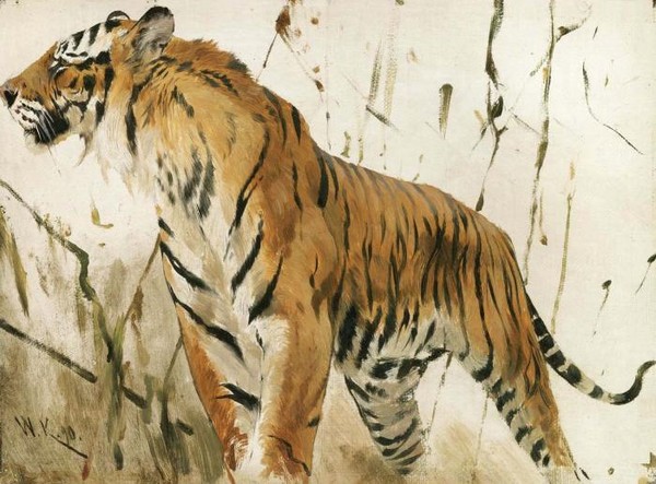 STUDY OF A TIGER