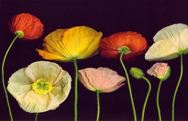 Цветный маки на черном