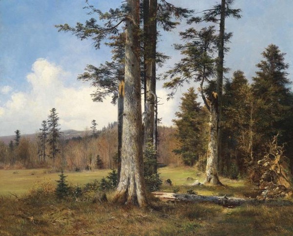 View of a Forest Clearing