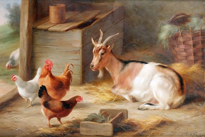 A goat and chickens inside a barn