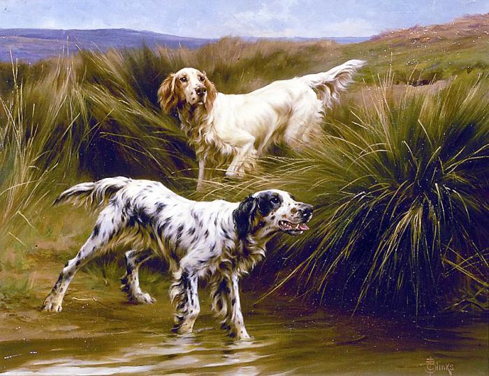 Английский сеттер на болоте