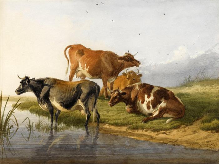 CATTLE ALONG THE RIVERBANK SHEEP RESTING IN A WINTER LANDSCAPE