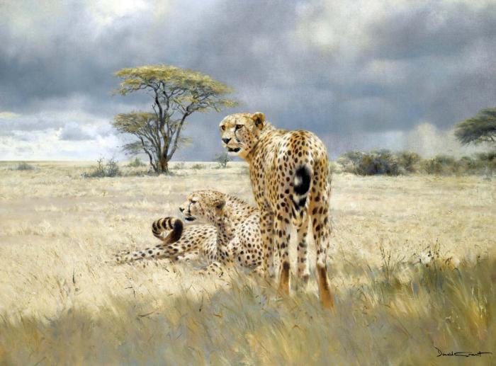 CHEETAHS