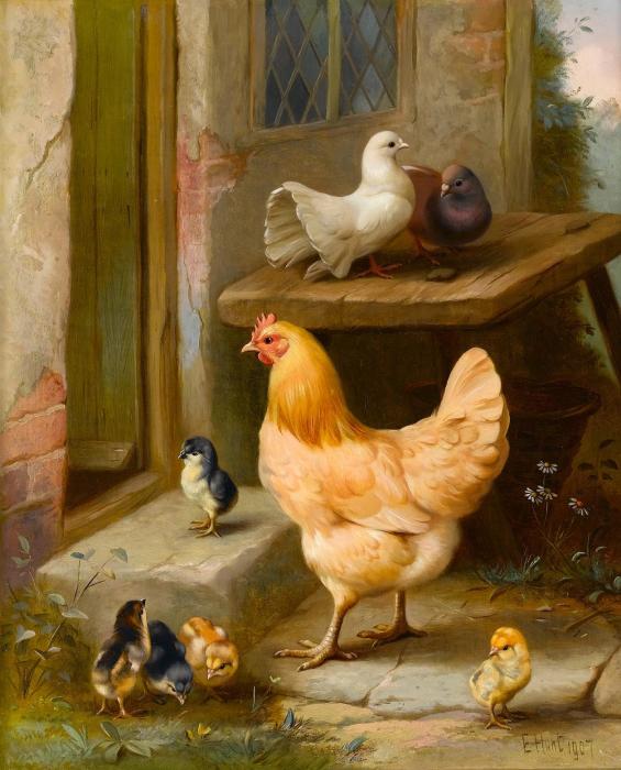 Chicken chicks and pigeons outside a cottage