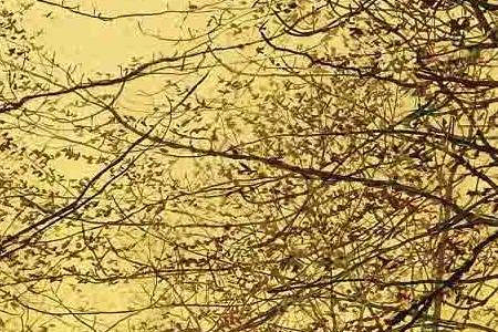 Фрагмент A GOLDEN COUNTRY ROAD