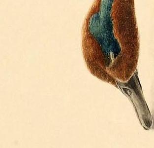 Фрагмент A HANGING GREEN WINGED TEAL