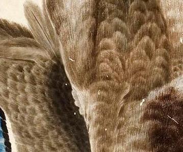 Фрагмент A HANGING MALLARD DRAKE