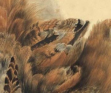 Фрагмент A HANGING SNIPE