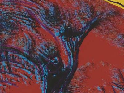 Фрагмент AFRICAN ELEPHANT на желтом фоне