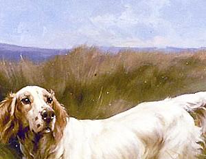 Фрагмент Английский сеттер на болоте