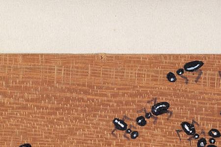 Фрагмент Ants