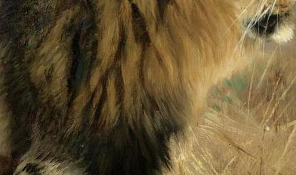 Фрагмент BEBERL WE BERBER LION AND A SHEET OF PENCIL SKETCHES OF LIONS