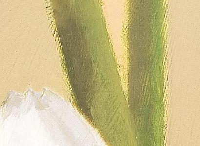 Фрагмент Белые Тюльпаны