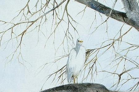 Фрагмент Buffalo in Liwonde