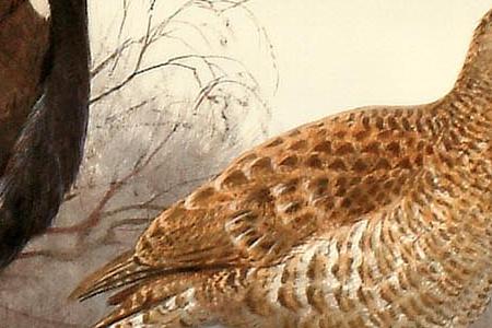 Фрагмент Черный Глухарь и Куропатка