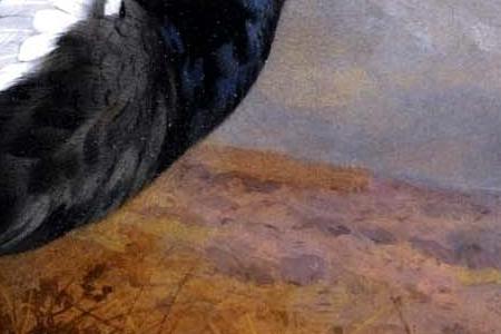 Фрагмент Черный Глухарь в горах