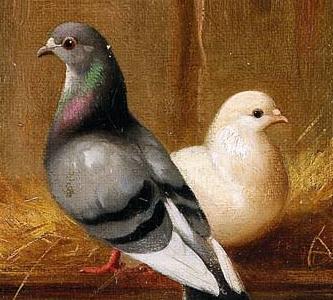 Фрагмент Chicken chicks and pigeons