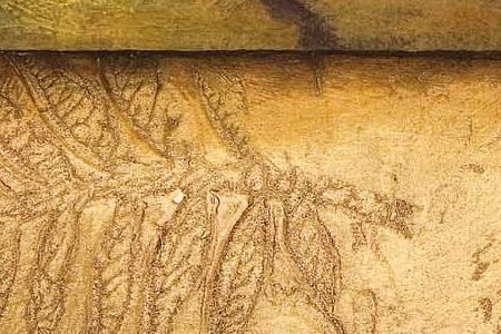 Фрагмент Cypress vista I.