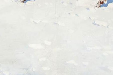 Фрагмент DEER IN THE SNOW