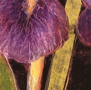 Фрагмент Декоративный цветок черный фон фиолетовый ирис