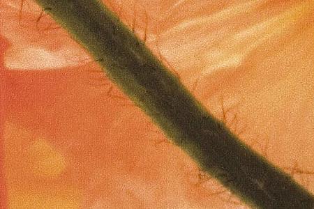 Фрагмент Detwil am See