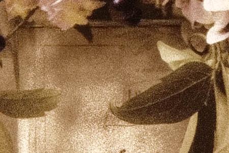 Фрагмент Estate hydrangeas.