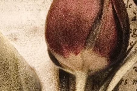 Фрагмент Estate tulips.