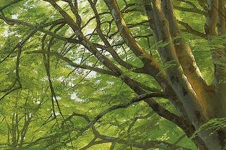 Фрагмент FOREST STREAM