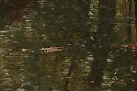 Фрагмент Forest Stream