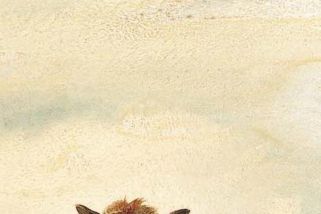 Фрагмент Four sheep in a landscape