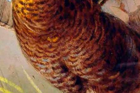 Фрагмент Глухарь на взлете