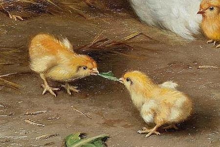 Фрагмент Hen and chicks in a barn