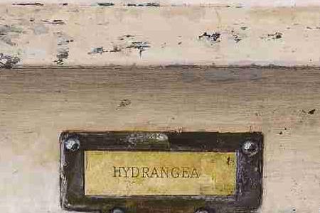Фрагмент Hydrancea