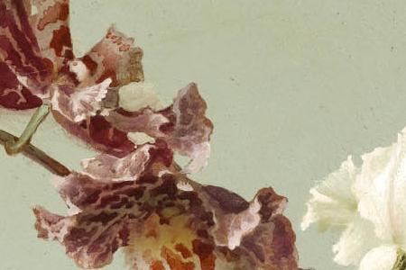 Фрагмент Композиция из орхидеи