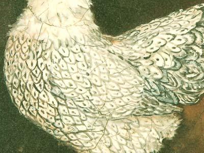 Фрагмент Курочка серо-зеленом