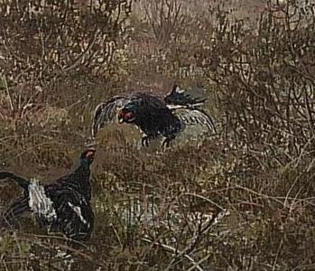 Фрагмент Лес в тумане