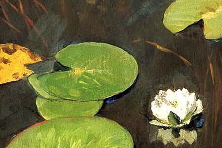 Фрагмент Лилии. Ненюфары