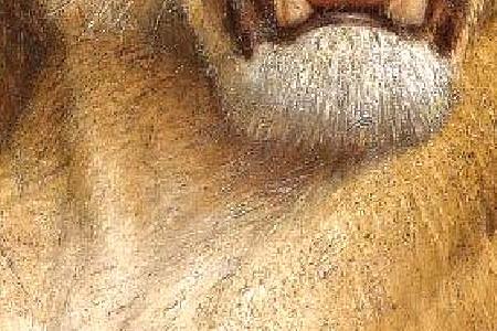 Фрагмент Львица и львята