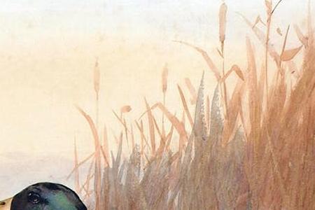 Фрагмент Mallard on the water